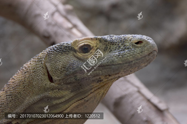 科莫多龍