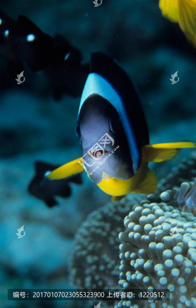 小丑魚
