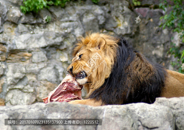 獅子