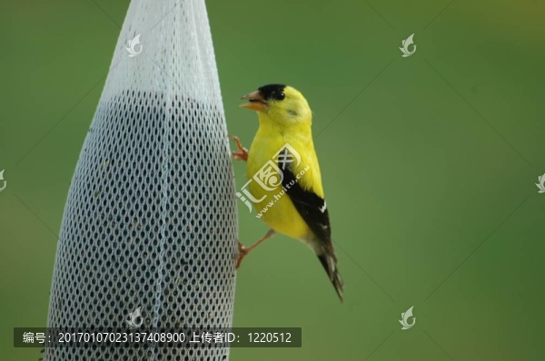 北美金翅雀