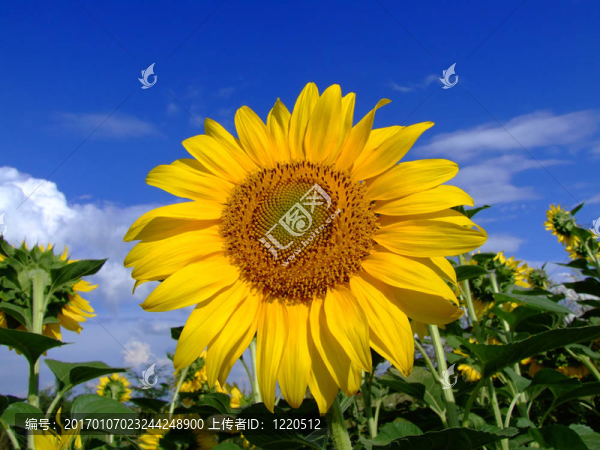向日葵花田