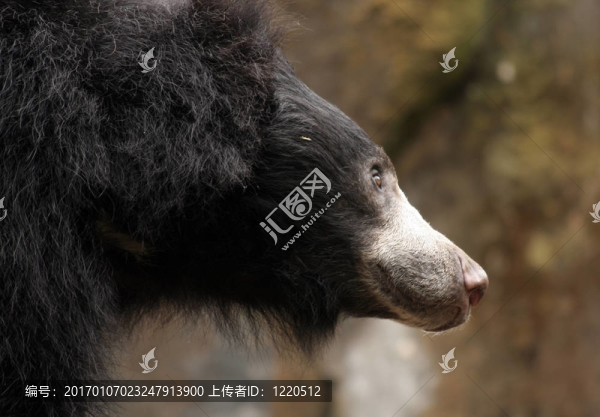 黑熊
