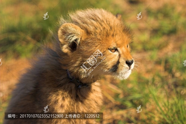盯著幼崽