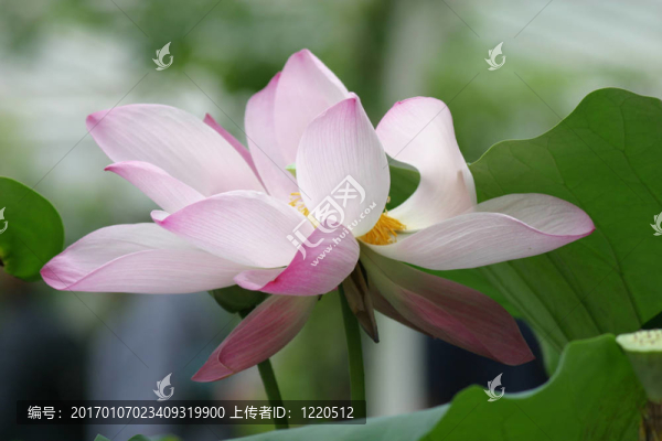 盛開的荷花