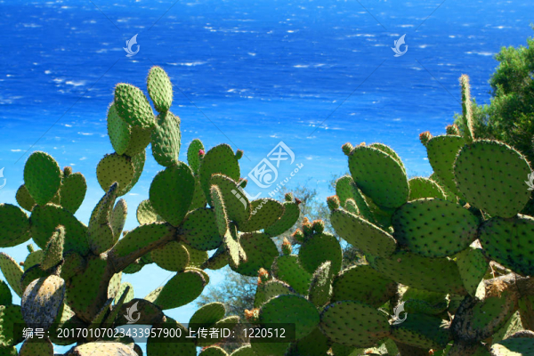 仙人掌和海