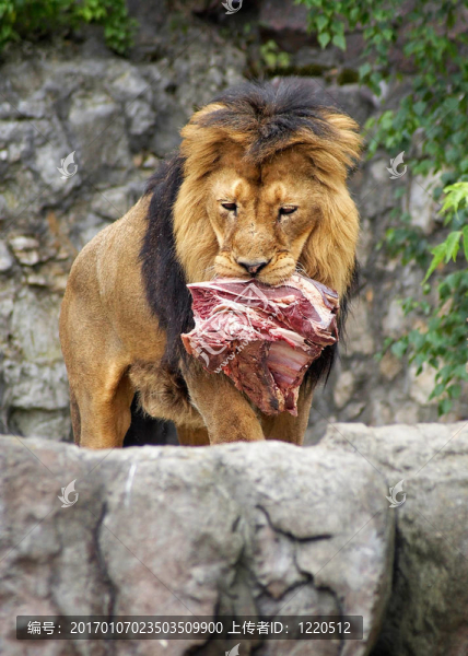獅子