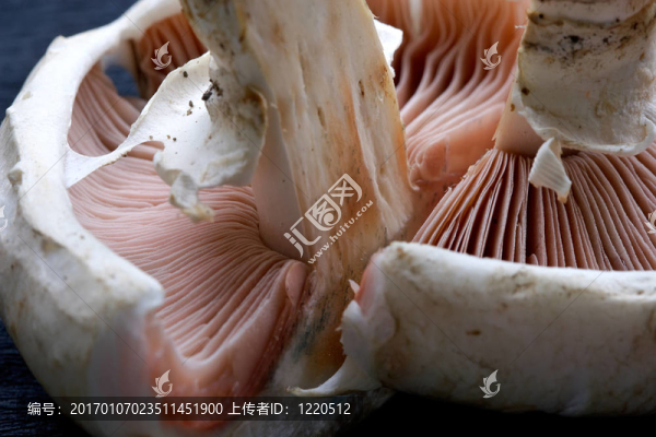 香菇香菇