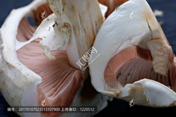 香菇香菇