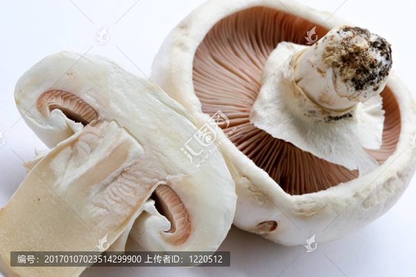 香菇香菇