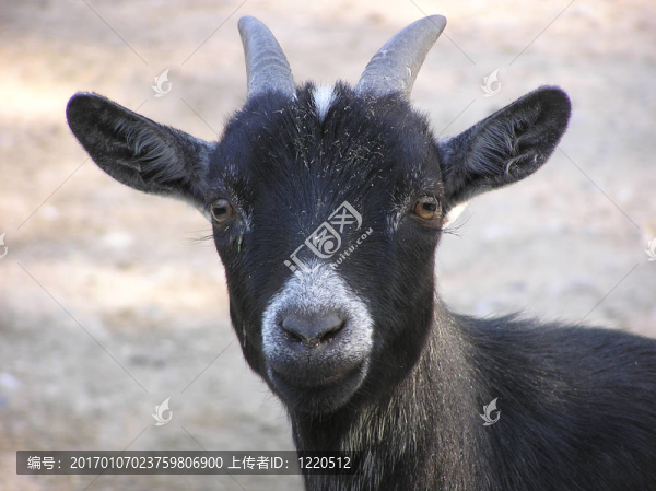 小山羊準(zhǔn)備