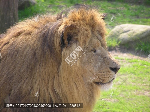 獅子的臉