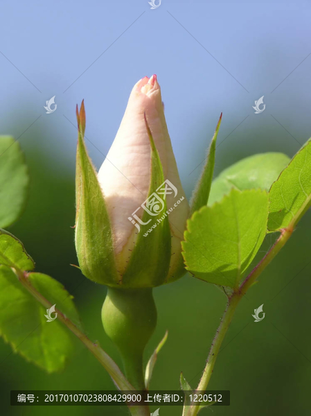 軟粉紅玫瑰花蕾