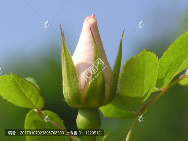 軟粉紅玫瑰花蕾