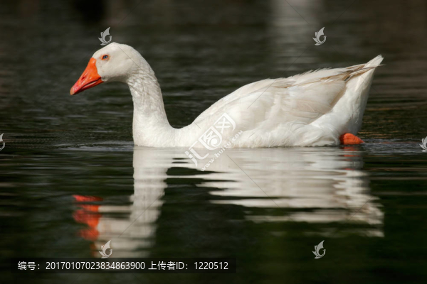 白鵝