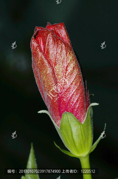 芽紅芙蓉