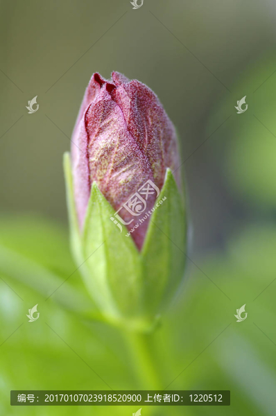 粉色木槿芽