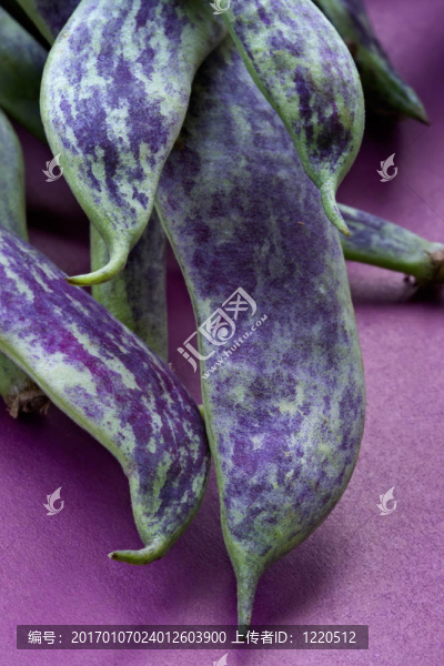 大綠豆莢