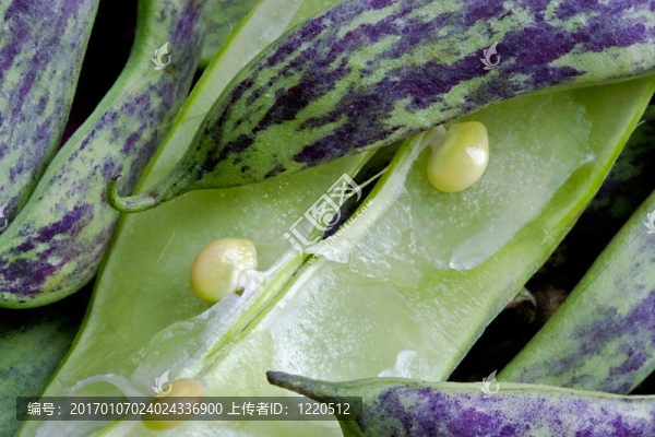 大綠豆莢