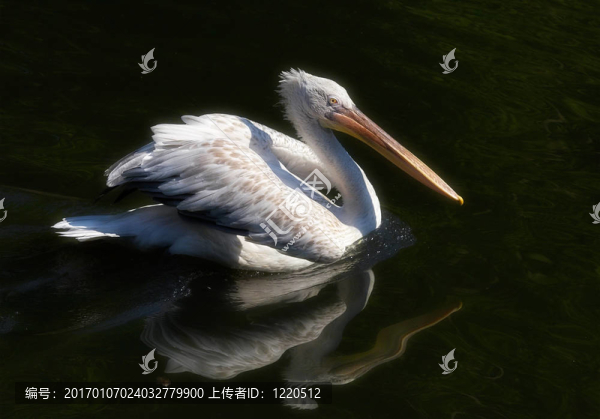 鵜鶘