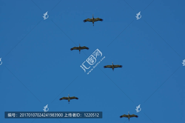 沙丘鶴