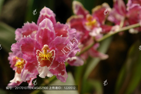 亞馬遜的蘭花