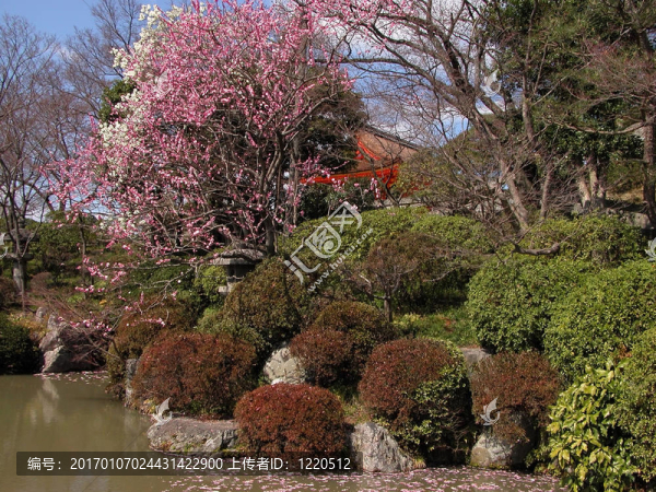 五彩繽紛的花園