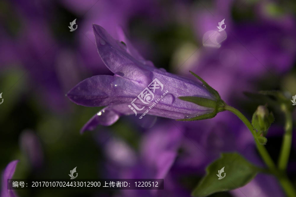 紫色的花