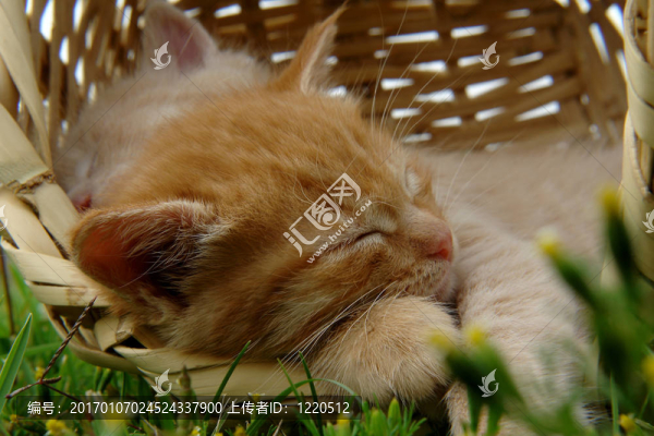 兩個(gè)睡覺(jué)的小貓