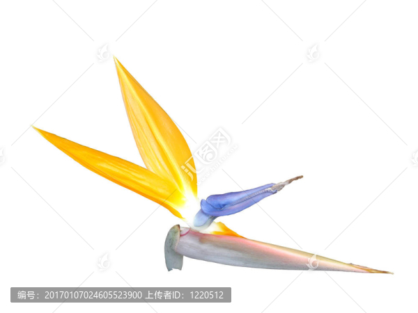 天堂鳥