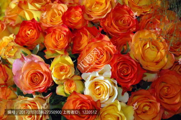 橙色和紅玫瑰