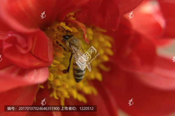 蜜蜂在花上