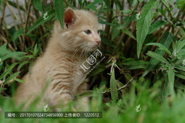 小貓