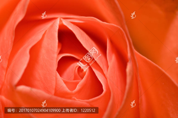 紅玫瑰