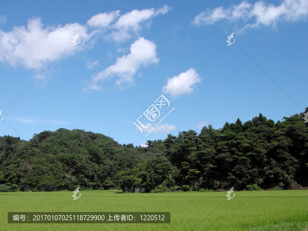 稻田；森林