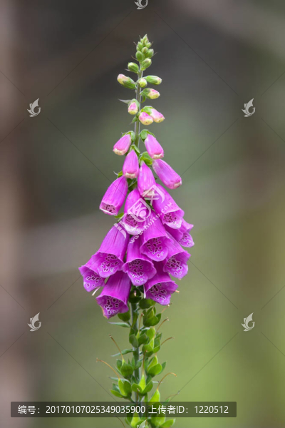 丁香花的特寫