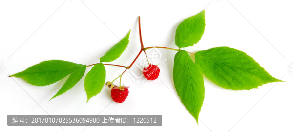 白色的懸鉤子枝