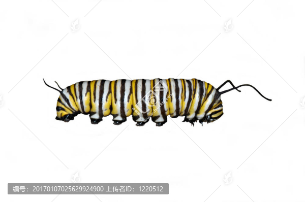 君卡特彼勒