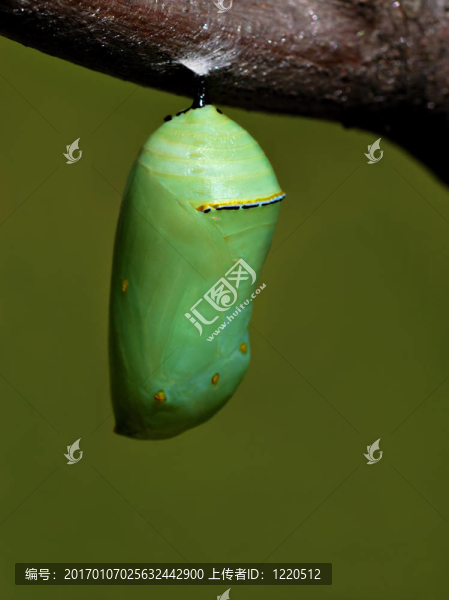 君主的蛹