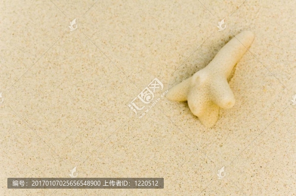 珊瑚