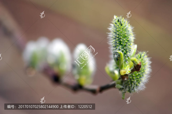 春天開(kāi)花