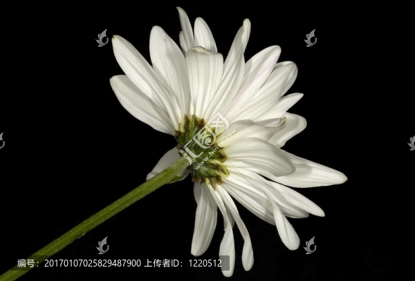 白色的花