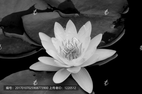 水莉莉B