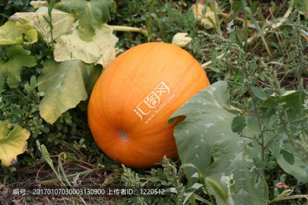 南瓜藤