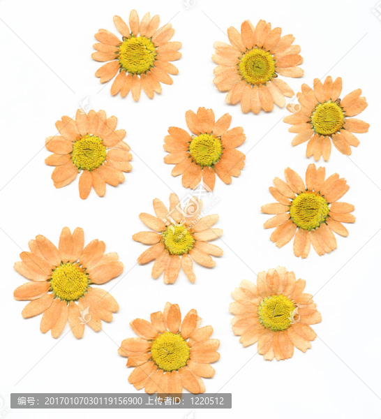 干記者Flowers-匯圖網(wǎng) www.fosd68.com 干記者Flowers