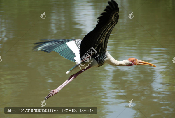 光頭股票2
