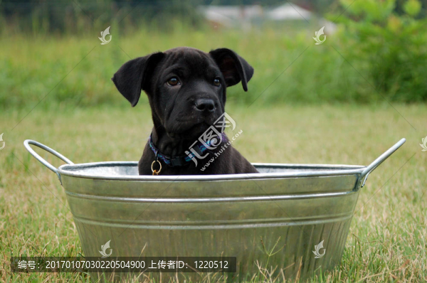 黑色的小狗