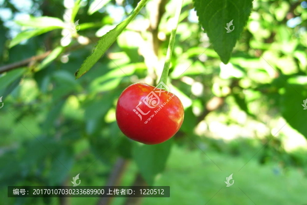 櫻桃