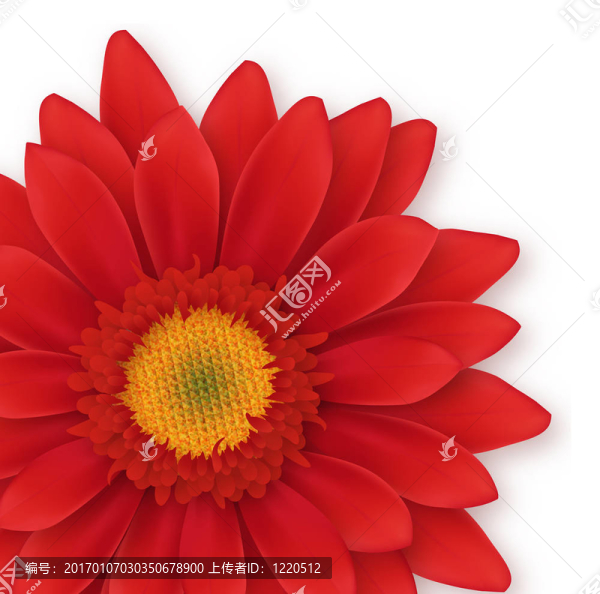 Gerbera,Close