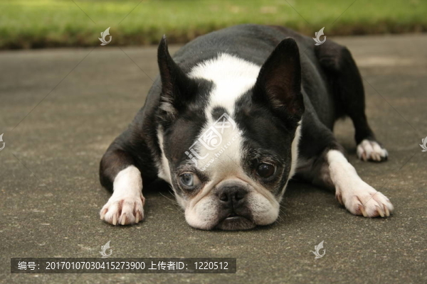 波士頓梗