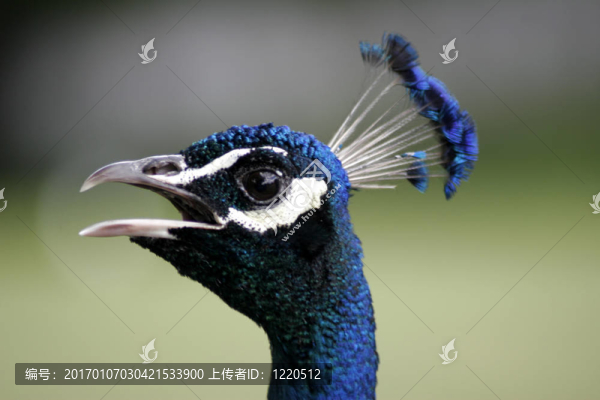 孔雀的頭